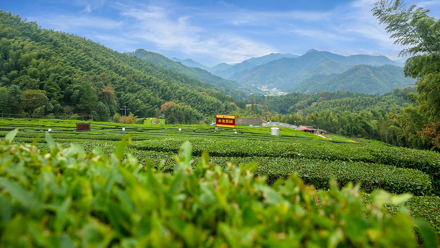 水龙茶园