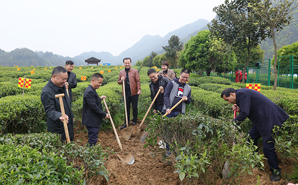 公司董事会走进江南茶园基地慰问一线茶农