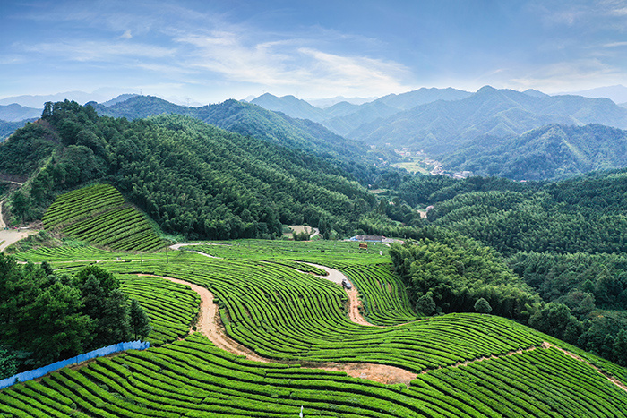 水龍茶園-(1).jpg