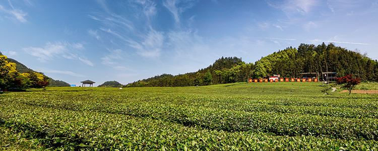 江南茶园-(2).jpg