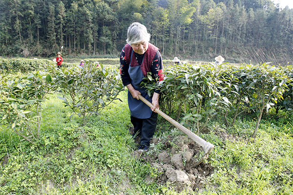 茶园已苏醒 春耕正当时