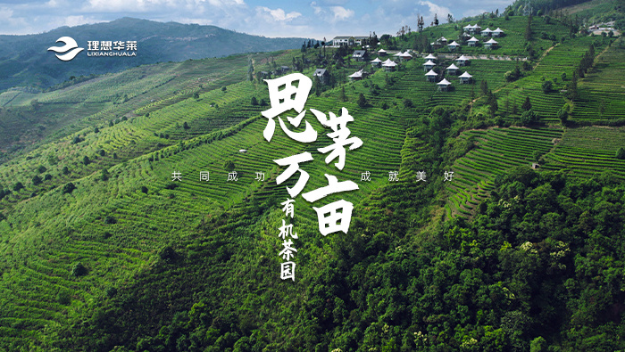 思茅万亩有机茶园