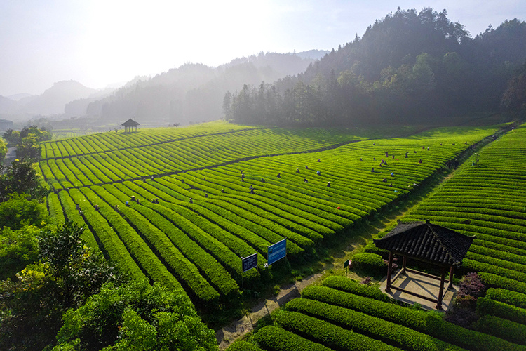 江南茶园4.jpg