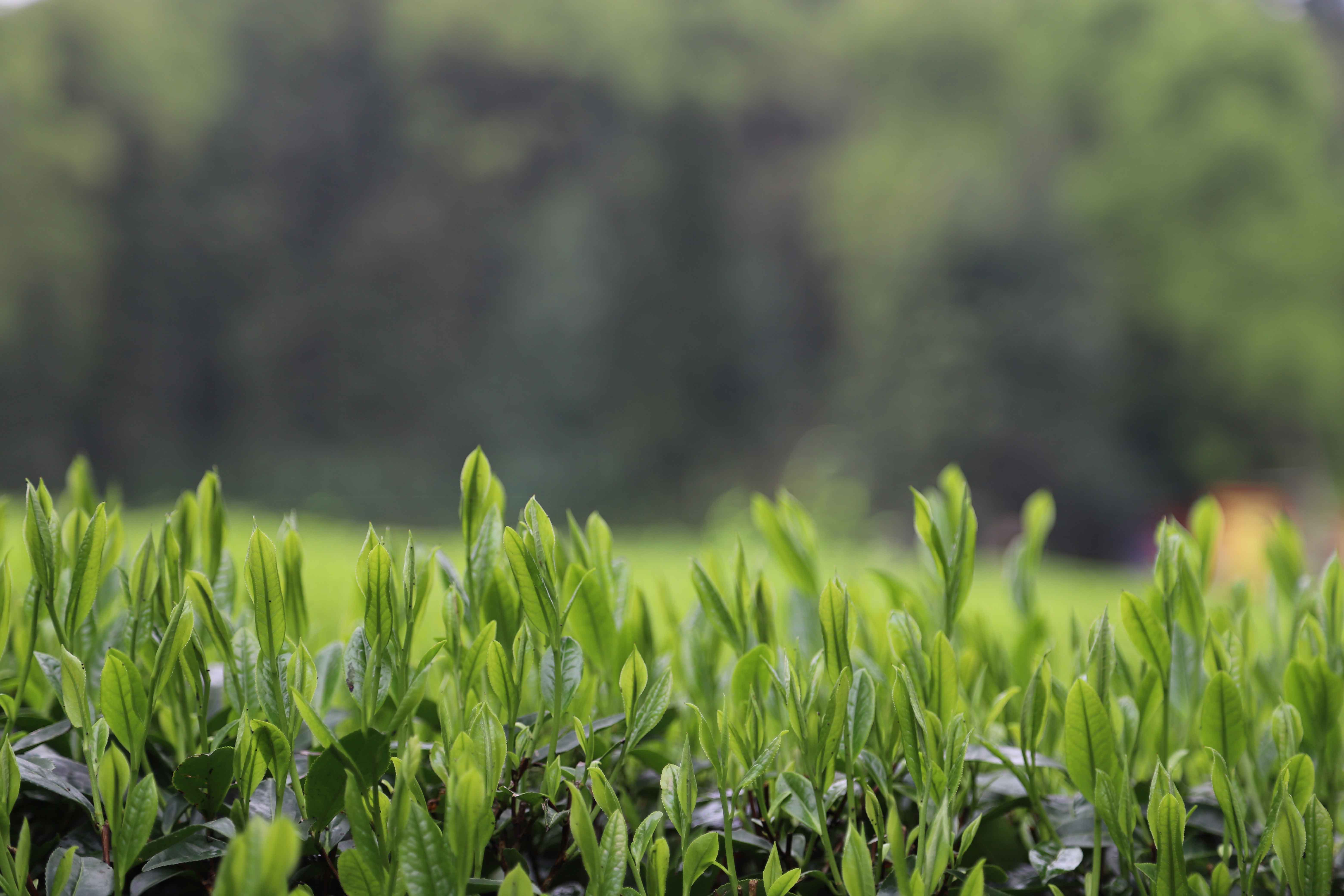 理想华莱：以生态茶园为笔，绘就黑茶产业高质量发展新画卷