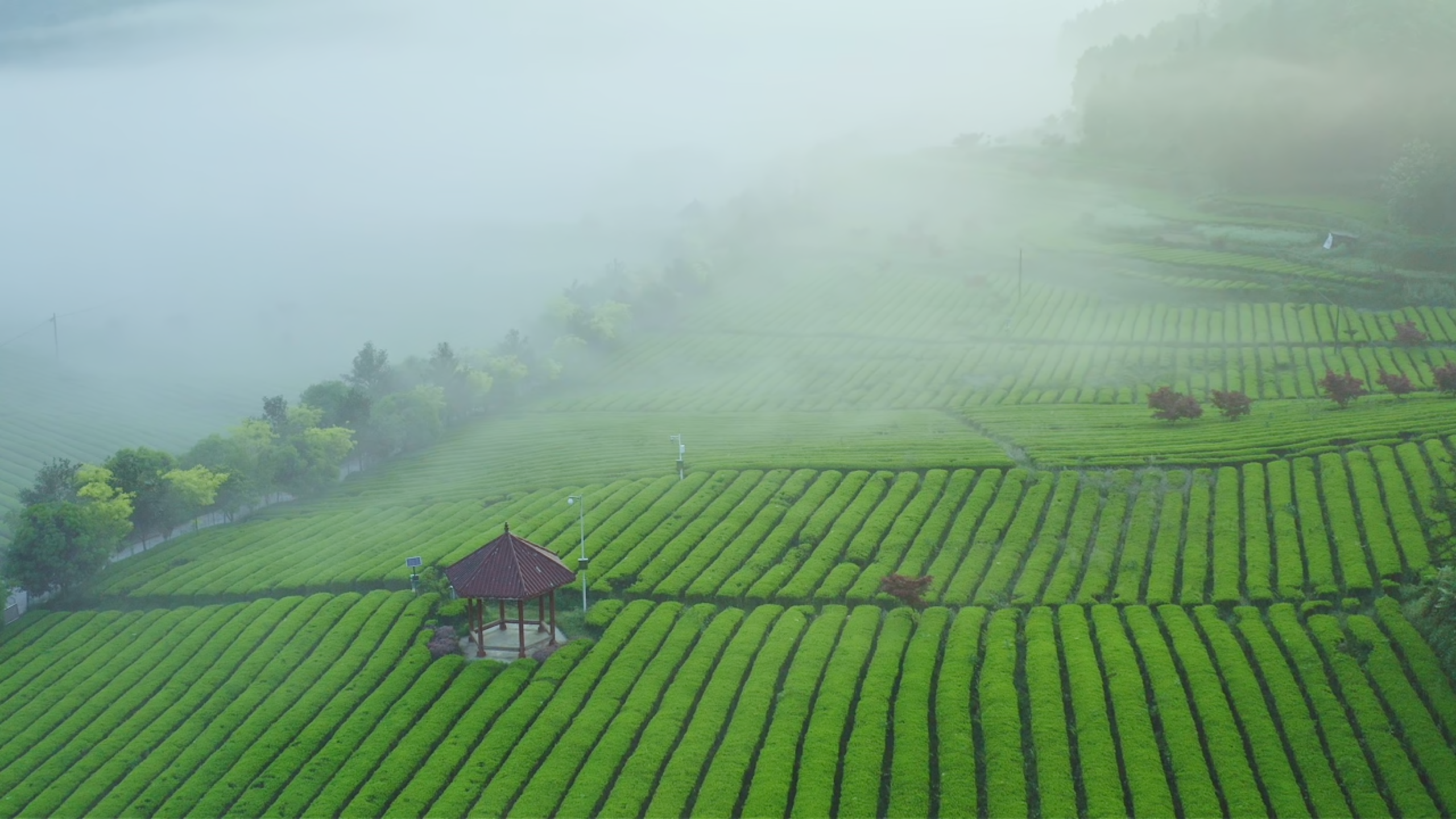 匠心守护本味好茶 江南茶园春日采茶记