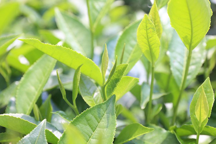 贡茶荣光今犹在  理想华莱天尖茶：一片叶的传承与新生