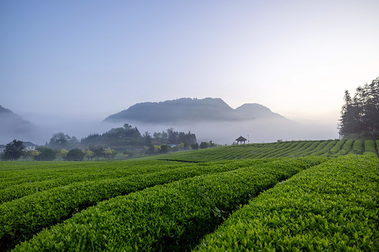 春茶启新程 匠心制好茶——理想华莱2026年首批黑毛茶生产火热进行中