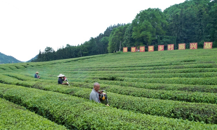 春茶收官忙修剪 蓄势以待迎夏茶 ——理想华莱全面开启夏茶备耕