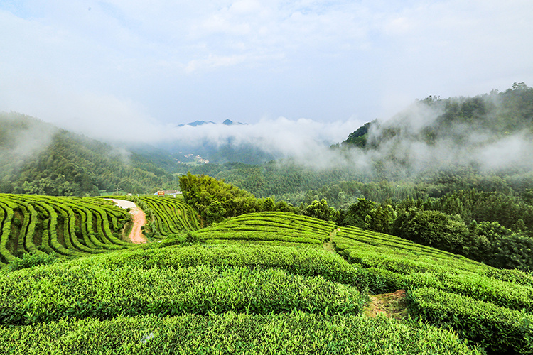 丝路金花开 茯韵传千年