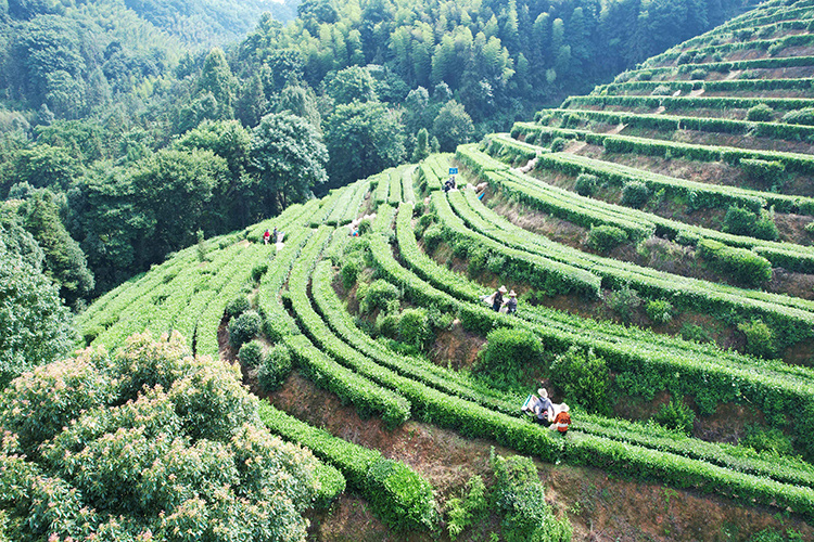 盛夏茶山绿意浓，理想华莱夏茶采收启幕